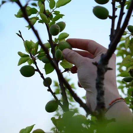 Ada Bacchus فندق